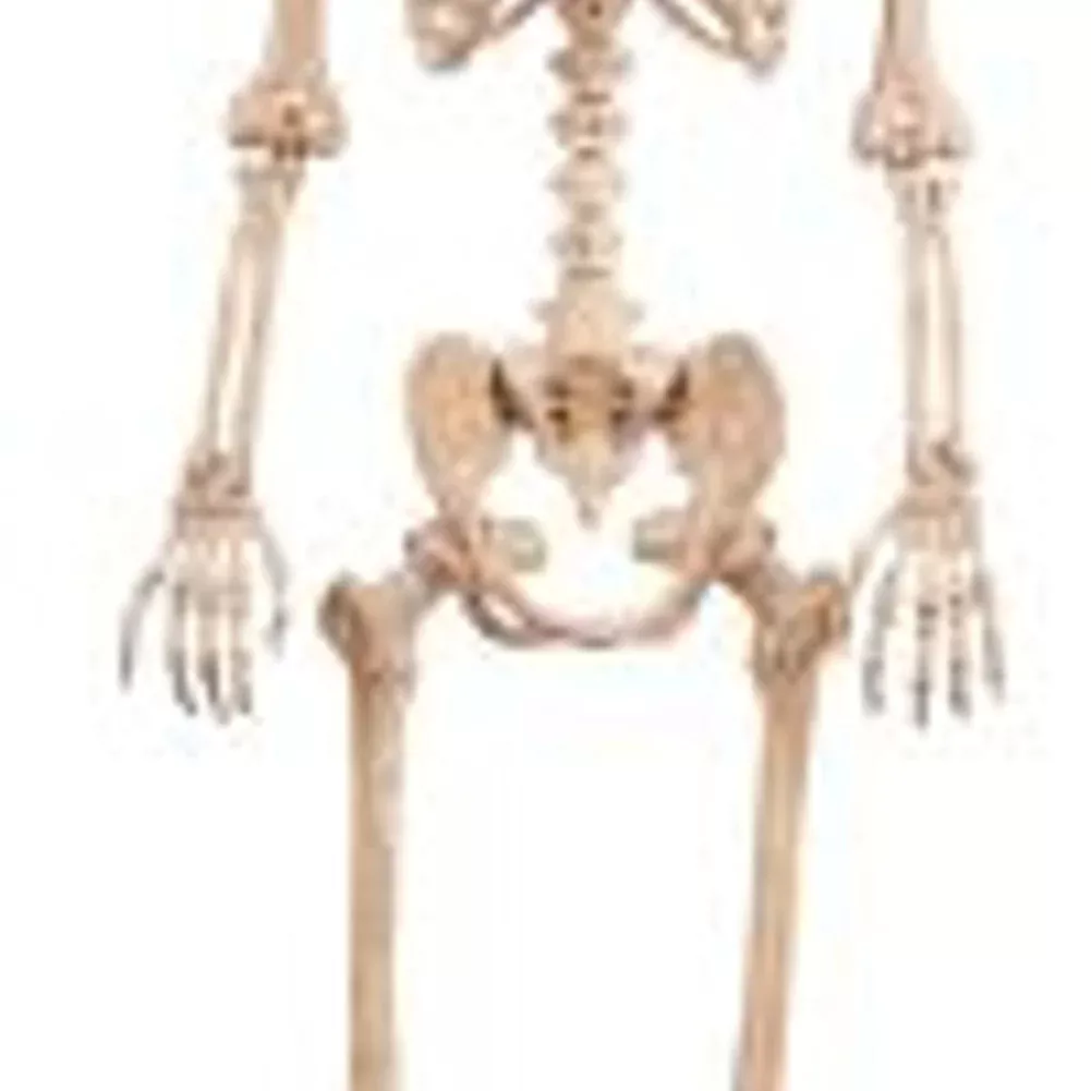5' Promo Lifesize Poseable Skeleton 60